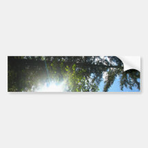 Sunny Woods Bumper Stickers