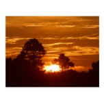 Sunrise In Louisiana Postcards