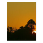 Sunrise Louisiana Postcard