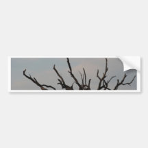 Sunset Branched Tree Bumper Stickers