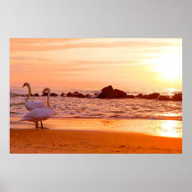Sunset Sea And Swans Print