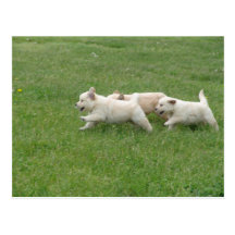 Sunshine Hill Puppies Post Cards