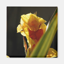 Sunshine Lily Magnet