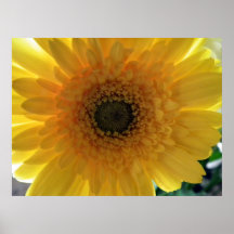 Sunshine Poster