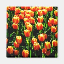 Sunshine Tulips Refrigerator Magnet