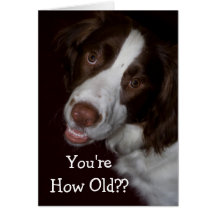 Surprised English Springer Spaniel Birthday Greeting Cards