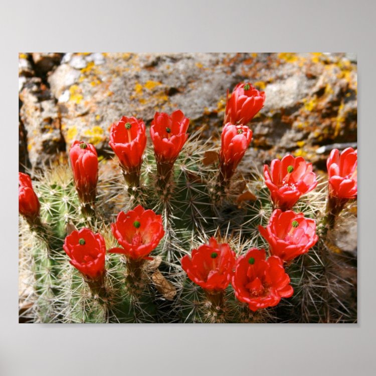 Cactus avec de belles fleurs rouges Poster