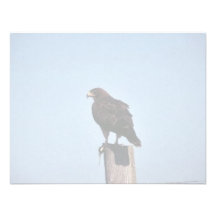 Swainson's Hawk Announcements