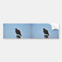 Swainson's Hawk Bumper Sticker