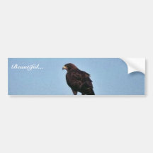 Swainson's Hawk Bumper Stickers
