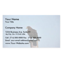 Swainson's Hawk Business Card