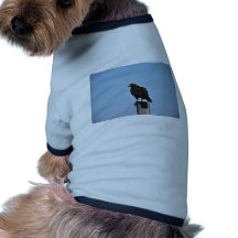 Swainson's Hawk Dog Clothing