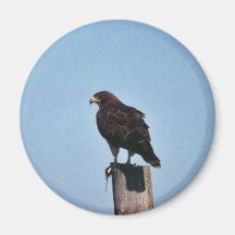 Swainson's Hawk Fridge Magnet