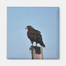Swainson's Hawk Fridge Magnets