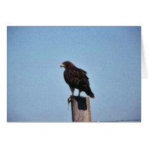 Swainson's Hawk Greeting Card