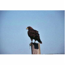 Swainson's Hawk Photo Cut Out