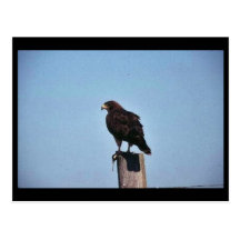 Swainson's Hawk Post Card