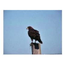 Swainson's Hawk Post Card