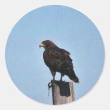 Swainson's Hawk Sticker