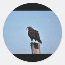 Swainson's Hawk Stickers