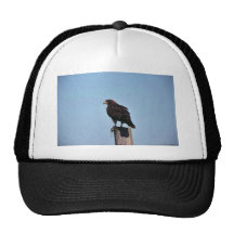 Swainson's Hawk Trucker Hat