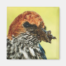 Swallow avian magnets