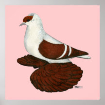 Swallow:  Red Fullhead Posters