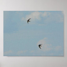 Swallows Birds Poster
