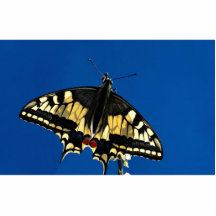 Swallowtail, butterfly acrylic cut outs