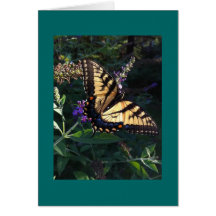 Swallowtail Butterfly Card
