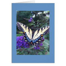 Swallowtail Butterfly Card 2