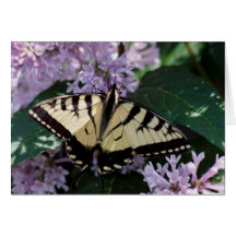Swallowtail Butterfly Cards