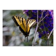 Swallowtail Butterfly Greeting Card