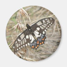 Swallowtail Butterfly Magnet