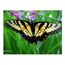 Swallowtail Butterfly Post Cards