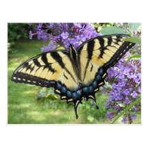Swallowtail butterfly ~ postcard