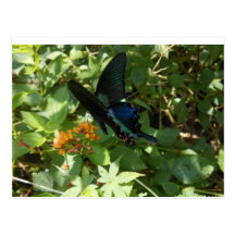Swallowtail butterfly postcards