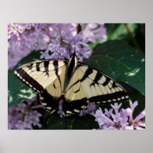 Swallowtail Butterfly Poster