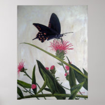 Swallowtail Butterfly Poster