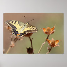 Swallowtail Butterfly Poster