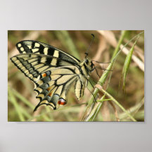 Swallowtail Butterfly Poster