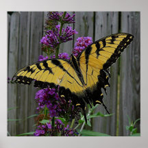Swallowtail Butterfly Print
