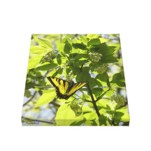 Swallowtail butterfly Stretched Canvas Print