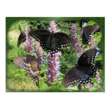 Swallowtail collage 2 ~ postcard