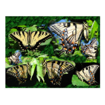 Swallowtail Collage ~ postcard