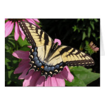 Swallowtail on Echinacea Greeting Card