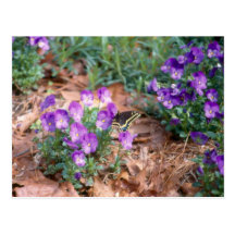 Swallowtail & Viola Postcard
