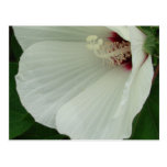 Swamp Mallow Close-up Post Card