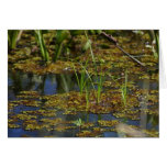 Swamps Lake Greeting Cards