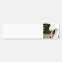Swan Beak Bumper Sticker